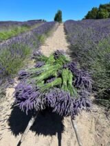 Саджанці лавандину "Grosso" (Гроссо, відкритий грунт) - Зображення 5