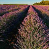 Саджанці лавандину "Grosso" (Гроссо, контейнер Р9)