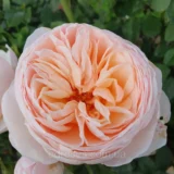 Троянда на штамбі "Джульєтта" - Зображення 2