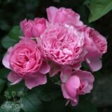 Троянда на штамбі  "Леонардо Да Вінчі" - Зображення 4