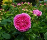 Троянда на штамбі "Модерн Арт" (Modern Art) - Зображення 3