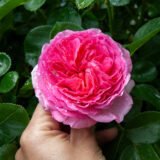 Троянда на штамбі "Модерн Арт" (Modern Art) - Зображення 4