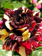 Троянда на штамбі "Абракадабра" - Зображення 2