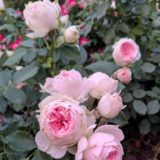 Троянда на штамбі  «Помпон Фловер Циркус» - Зображення 2