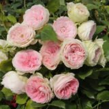 Троянда на штамбі  «Помпон Фловер Циркус» - Зображення 3