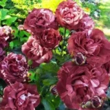 Троянда на штамбі "Брауні" - Зображення 3