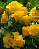 Троянда на штамбі  «Керіо» - Зображення 3