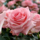 Троянда на штамбі  "Нобіліс"  (Nobilis) - Зображення 3