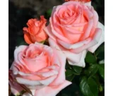 Троянда на штамбі  "Нобіліс"  (Nobilis) - Зображення 4