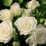 Троянда на штамбі  "Боїнг" (Вoeing) - Зображення 2