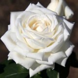 Троянда на штамбі  "Боїнг" (Вoeing) - Зображення 4