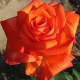 Троянда на штамбі "Ксюша" - Зображення 2