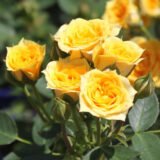 Троянда на штамбі  "Harison’s Yellow" (Харисонс Єллоу) - Зображення 2