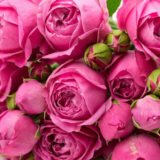 Троянда на штамбі   "Місті Баблз" (Misty Bubbles) - Зображення 3