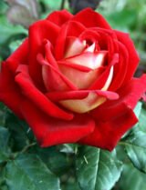 Троянда на штамбі   "Нью Фешн" (New Fashion) - Зображення 3