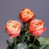 Троянда на штамбі   "Кахала" (Kahala) - Зображення 3