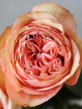 Троянда на штамбі   "Кахала" (Kahala) - Зображення 4