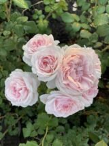 Троянда на штамбі  "Maria Theresia" (Марія Тереза) - Зображення 4