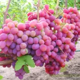 Саджанці винограду "Пам'яті Хірурга"