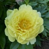 Півонія "Bartzella" (Бартзелла) - Зображення 3