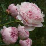 Півонія   "Sarah Bernhardt" ( Сара Бернар)