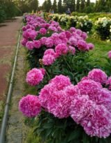 Півонія "Varenka" (Варенька) - Зображення 2