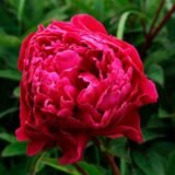 Півонія   "Bordeaux" (Бордо)