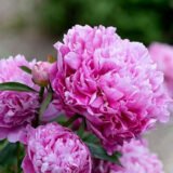 Півонія   "Alexander Fleming" (Александр Флемінг)