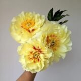 Півонія "Bartzella" (Бартзелла)