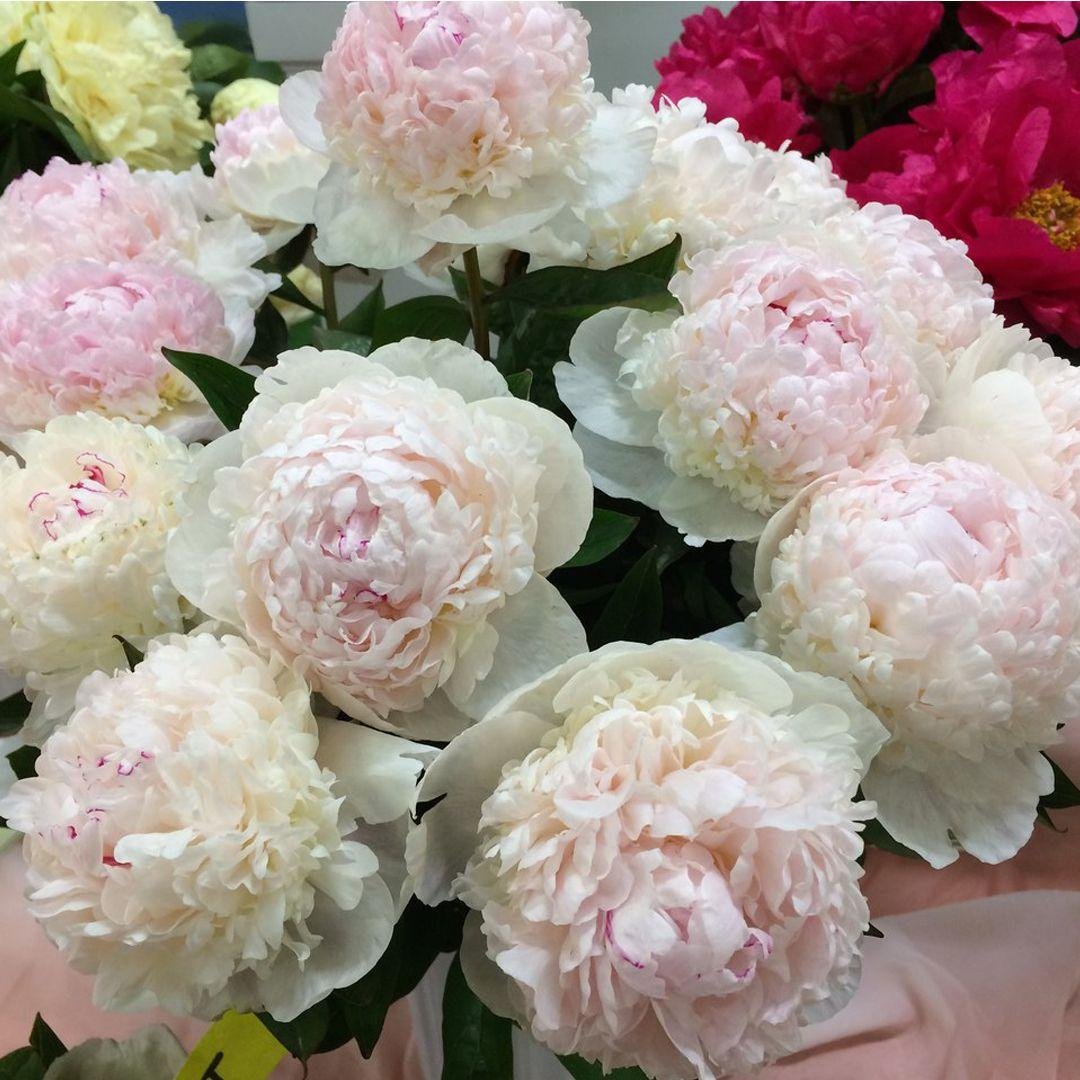 6839406670_pivoniya-madam-de.jpg Півонія "Madam de Vernéville" (Мадам де Верневіль) - Зображення 1