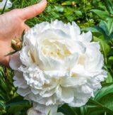 Півонія  "Duchesse de Nemours" (Дюшес де Немур) - Зображення 3