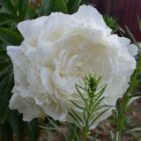 Півонія "Elsa Sass" (Ельза Сасс)