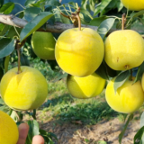 Саджанці груші Томбо Лі - Зображення 2