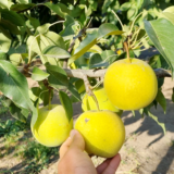 Саджанці груші Томбо Лі