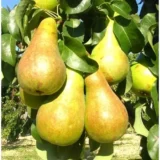 Саджанці груші "Бера Київська" - Зображення 2