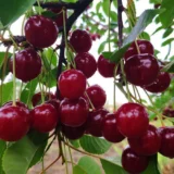 Саджанці вишні "Молодіжна"