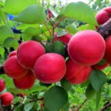 Саджанці абрикосу "Самурай" (ранній сорт) - Зображення 2