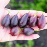 Саджанці агрусу безколючкового "Грушенька" - Зображення 2