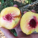 Саджанці персика "Роял Тайм (Royal Time)" (середньоспілий сорт) - Зображення 2