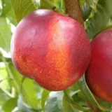 Саджанці нектарина "Харблейз" (середньо-пізній сорт) - Зображення 2