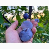 Саджанці сливи "Кишинівська" (раньоспілий сорт) - Зображення 2