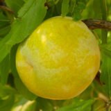 Саджанці сливи "Флейвор Квін" (середньоспілий сорт) - Зображення 2