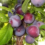 Саджанці сливи "Голуба Кармен" (раньоспілий сорт)