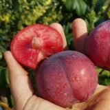 Саджанці сливи "Рубі Кранч" (пізньоспілий сорт)