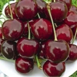 Саджанці черешні "Бурлат" (раньоспілий сорт)