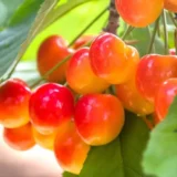 Саджанці черешні "Присадибна" (ранньоспілий сорт)