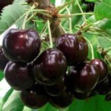 Саджанці черешні "Чорний Принц" (середньоспілий сорт)