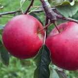 Саджанці яблуні "Богемія"