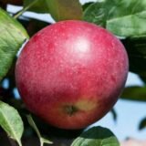 Саджанці яблуні "Ред Девіл"