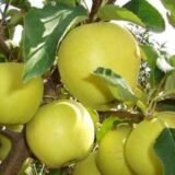 Саджанці яблуні "Луна" - Зображення 2